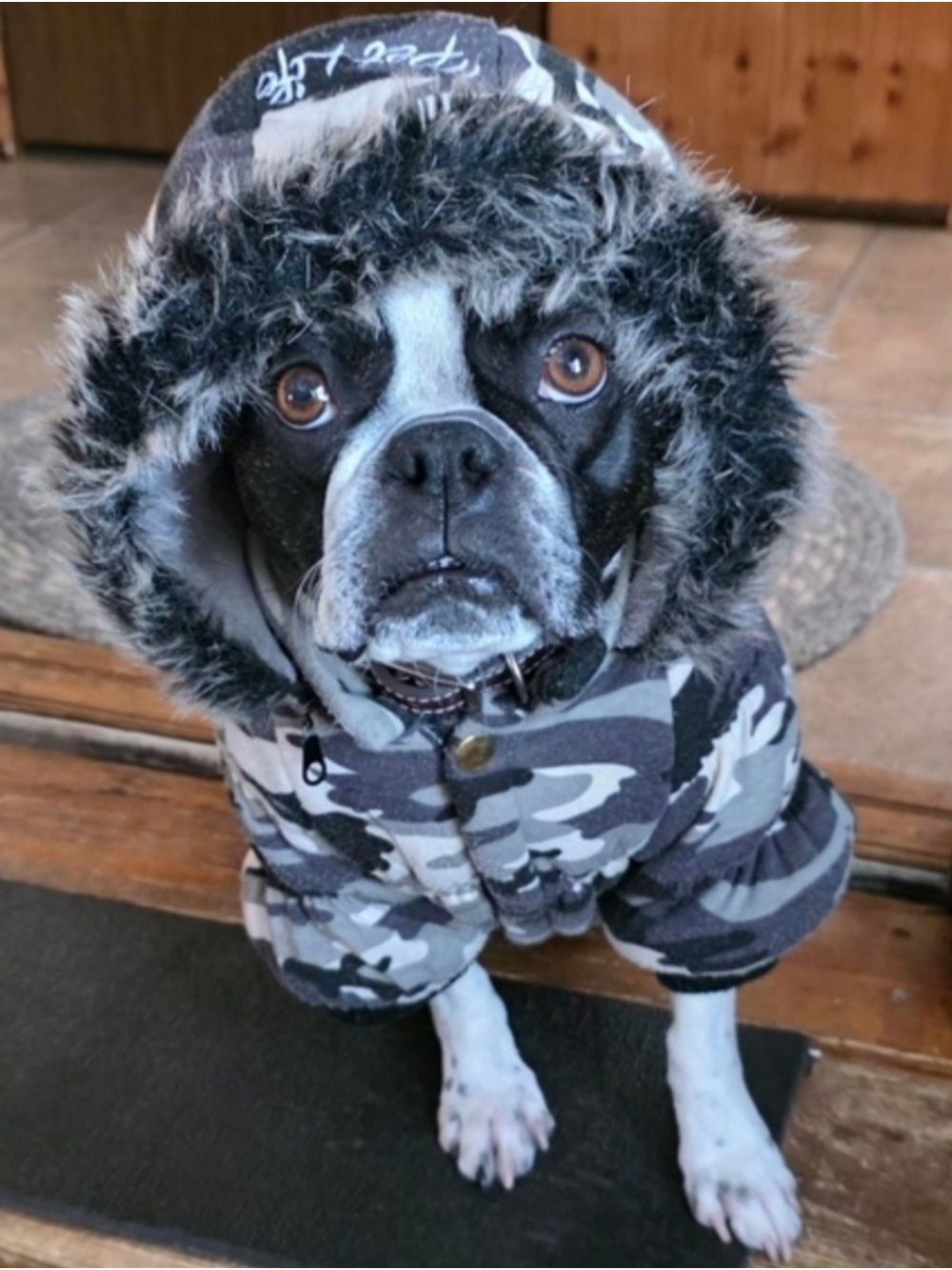 Petlife Dog Ski Parka Jacket Large #DGC10